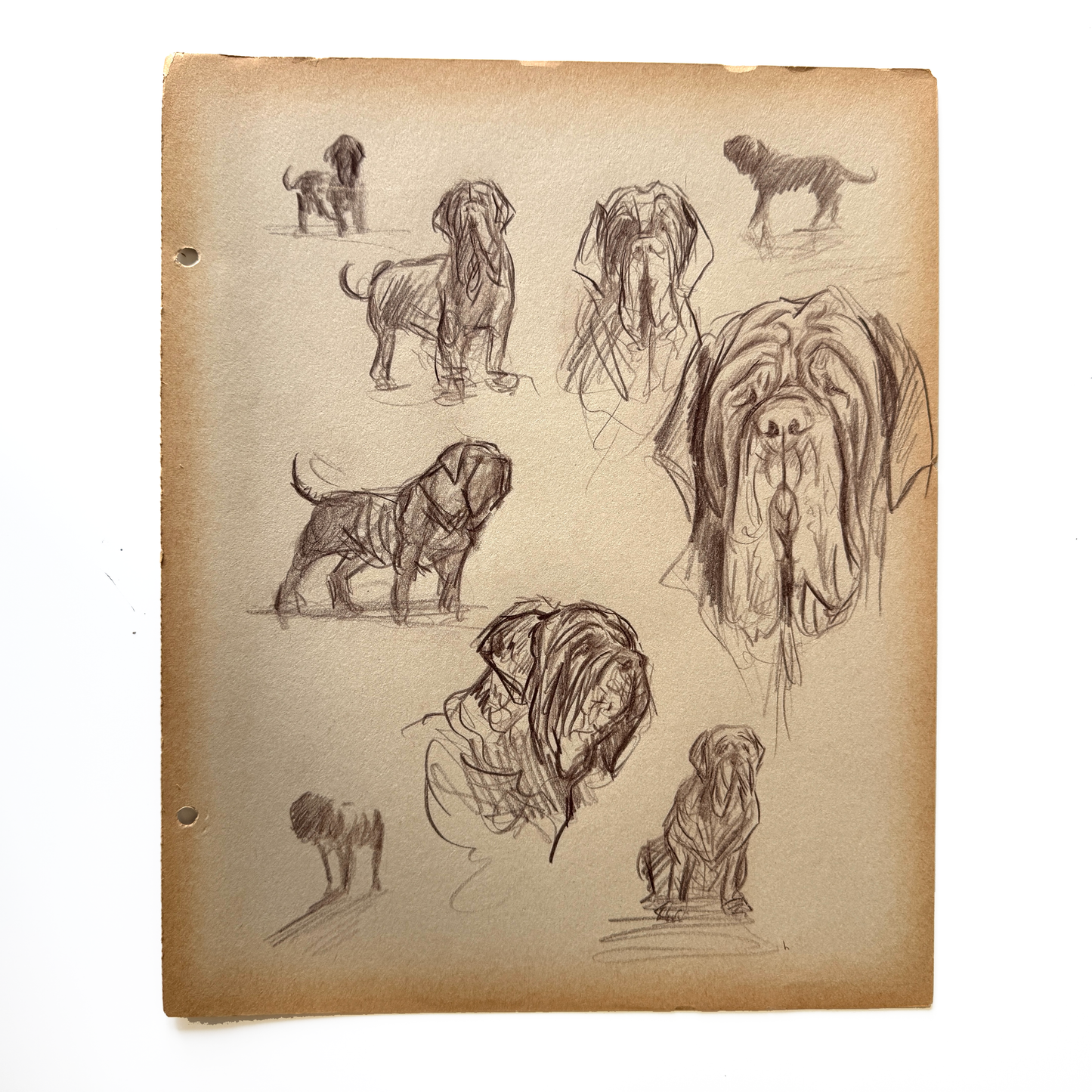 Big Coward study No.1, pastel on paper