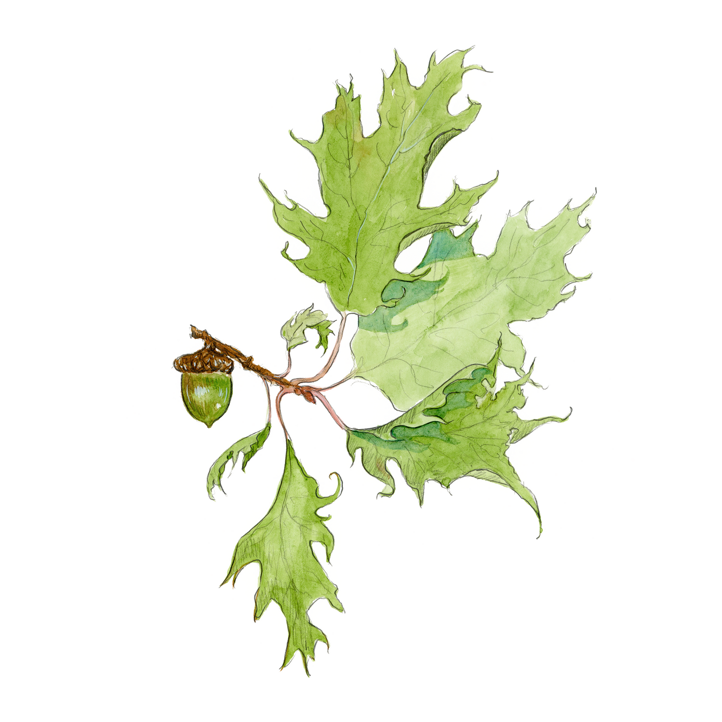 Bilbo's Acorn - DIGITAL DOWNLOAD