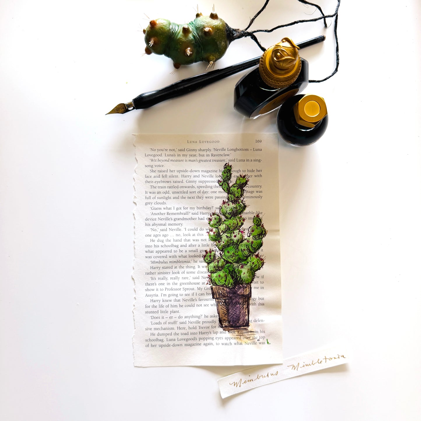 Specimen Studies : Cacti, study in ink on p169