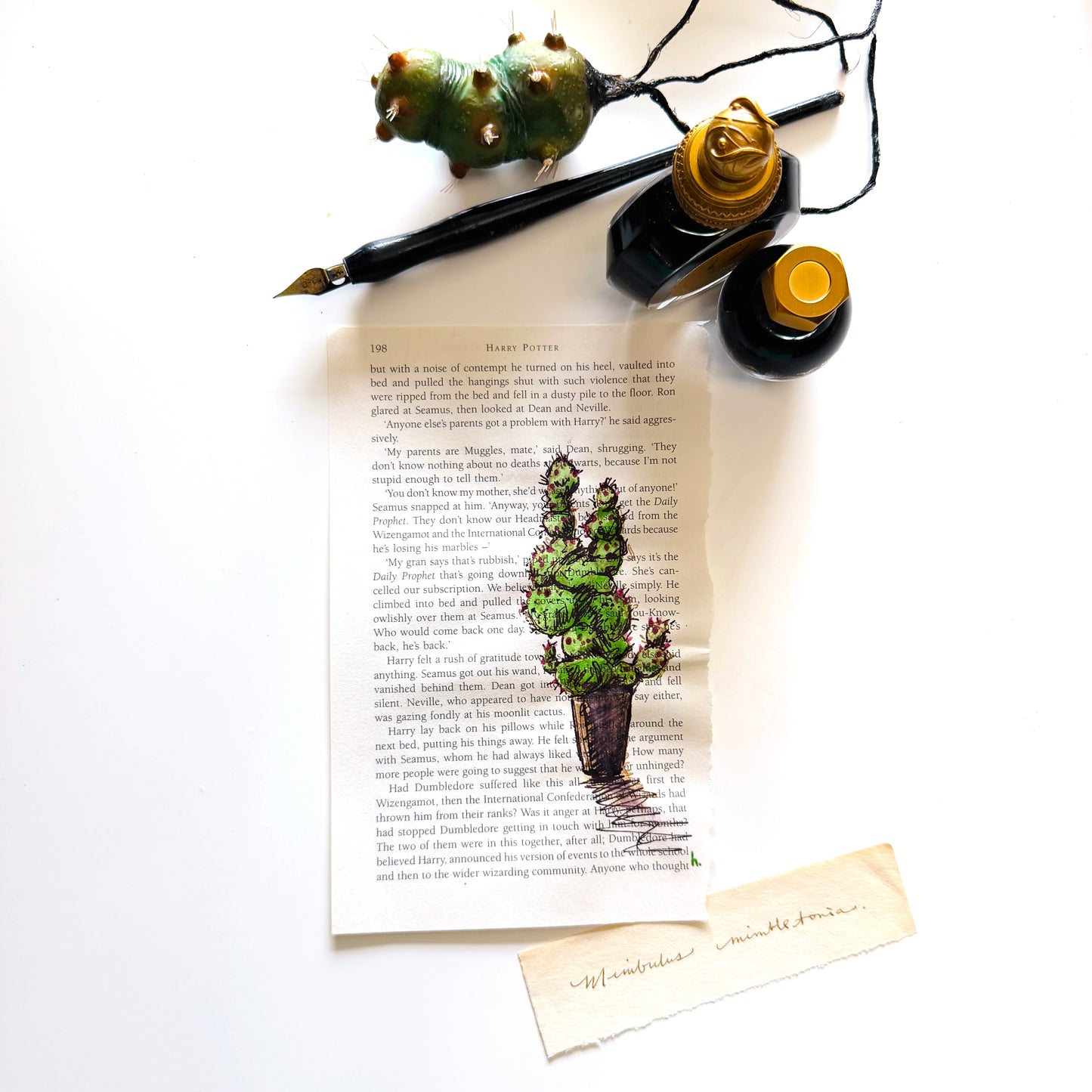Specimen Studies : Cacti, study in ink on p196