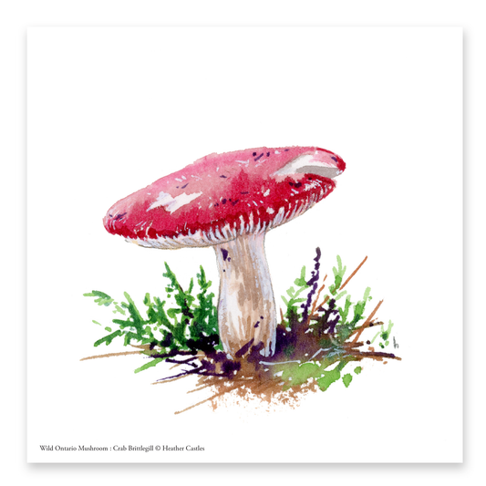 A Shortcut to Wild Ontario Mushrooms - DIGITAL DOWNLOAD Bundle