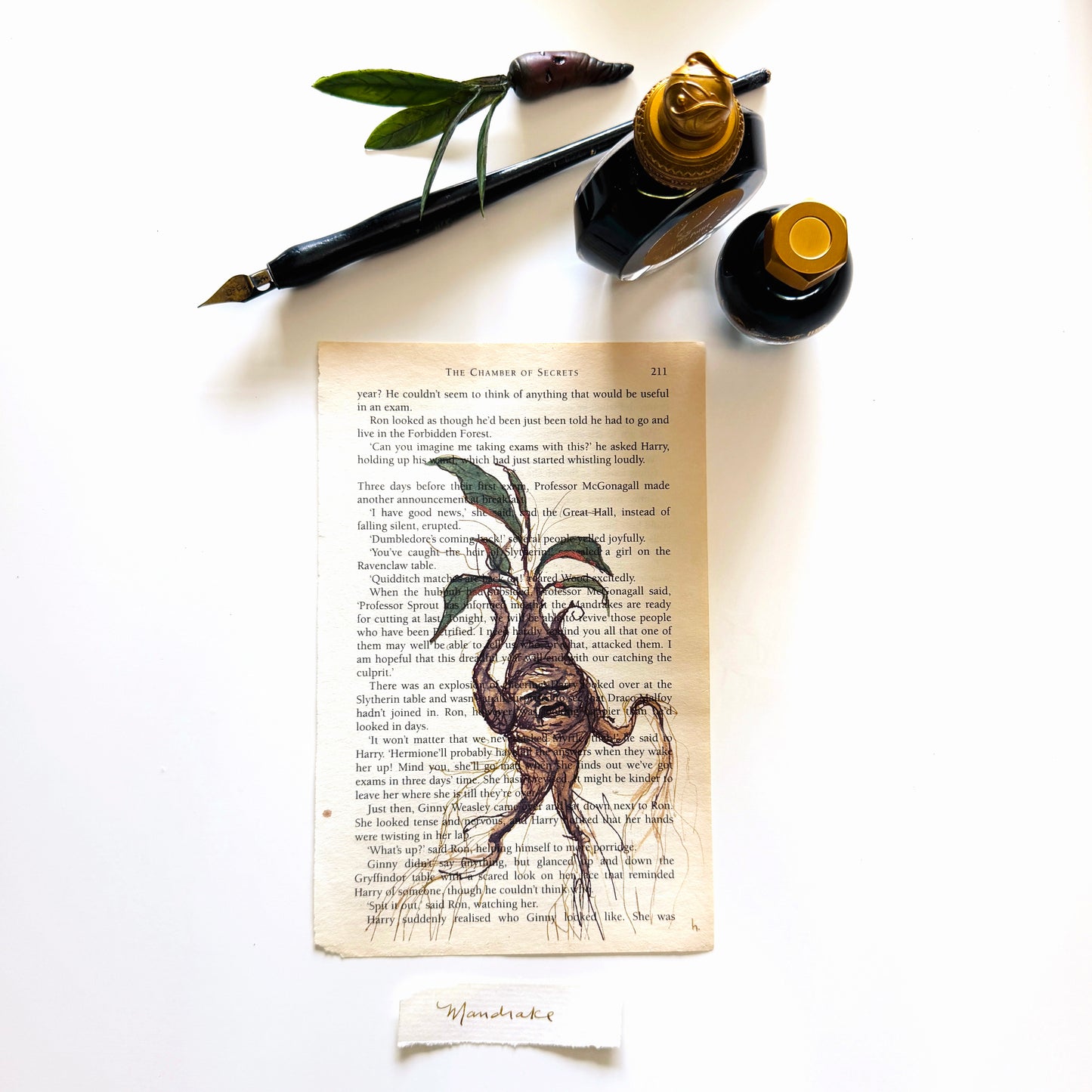 Specimen Studies : Mandrake, study in ink on p211
