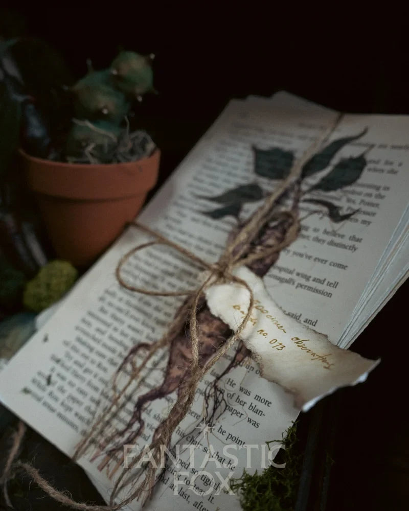 Specimens & Studies Collection Vol.1