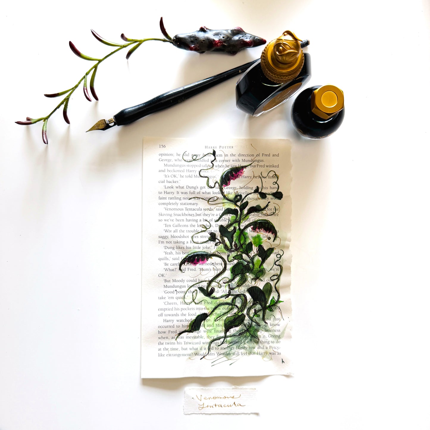 Specimen Studies : Tentacle, study in ink on p136