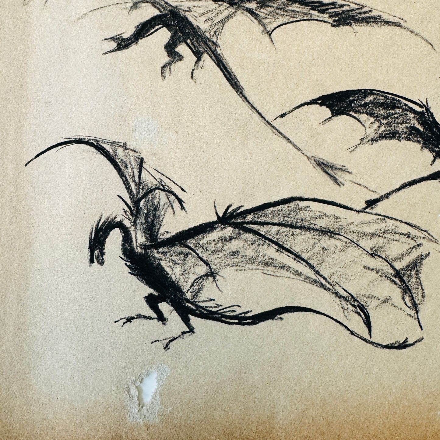 Dragons - study, charcoal on paper