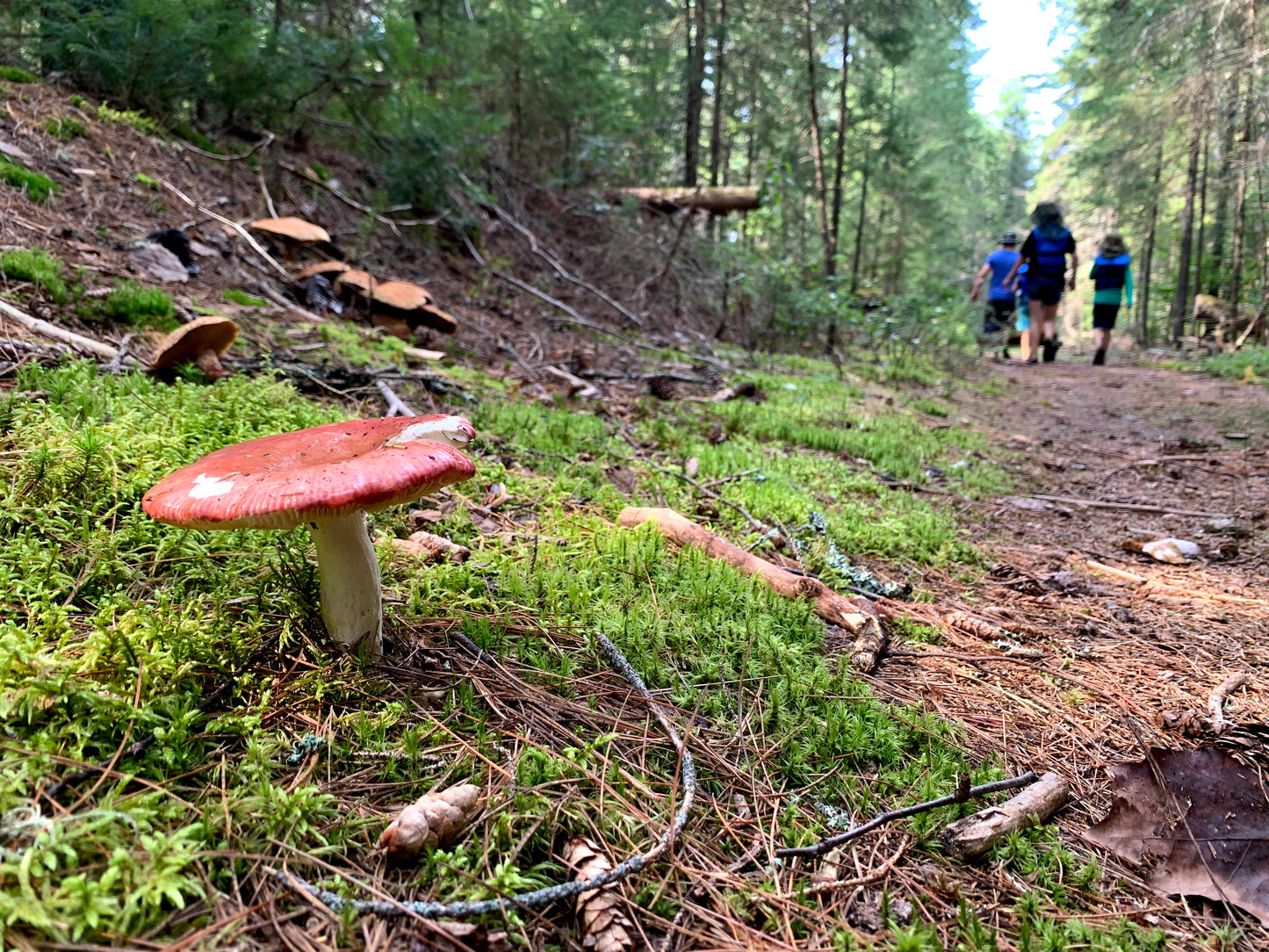 A Shortcut to Wild Ontario Mushrooms - DIGITAL DOWNLOAD Bundle