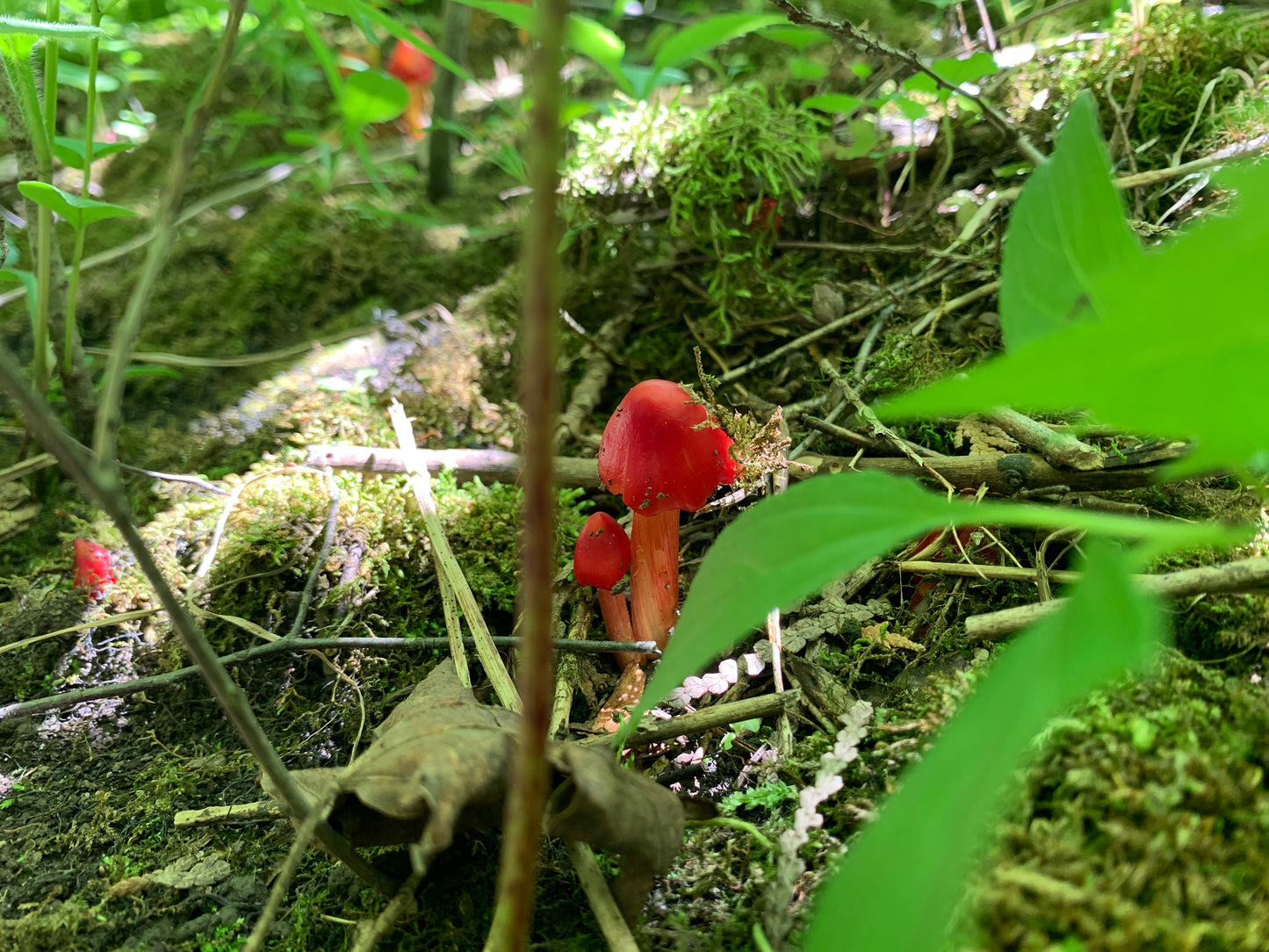 A Shortcut to Wild Ontario Mushrooms - DIGITAL DOWNLOAD Bundle