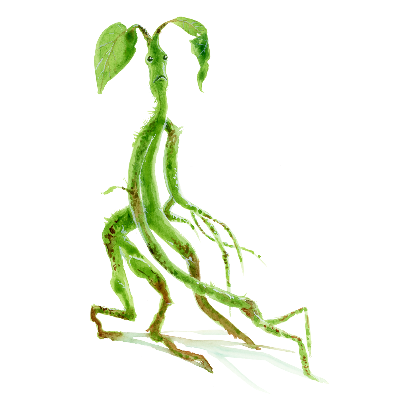 Bowtruckles, muggle study in watercolour - DIGITAL DOWNLOAD bundle