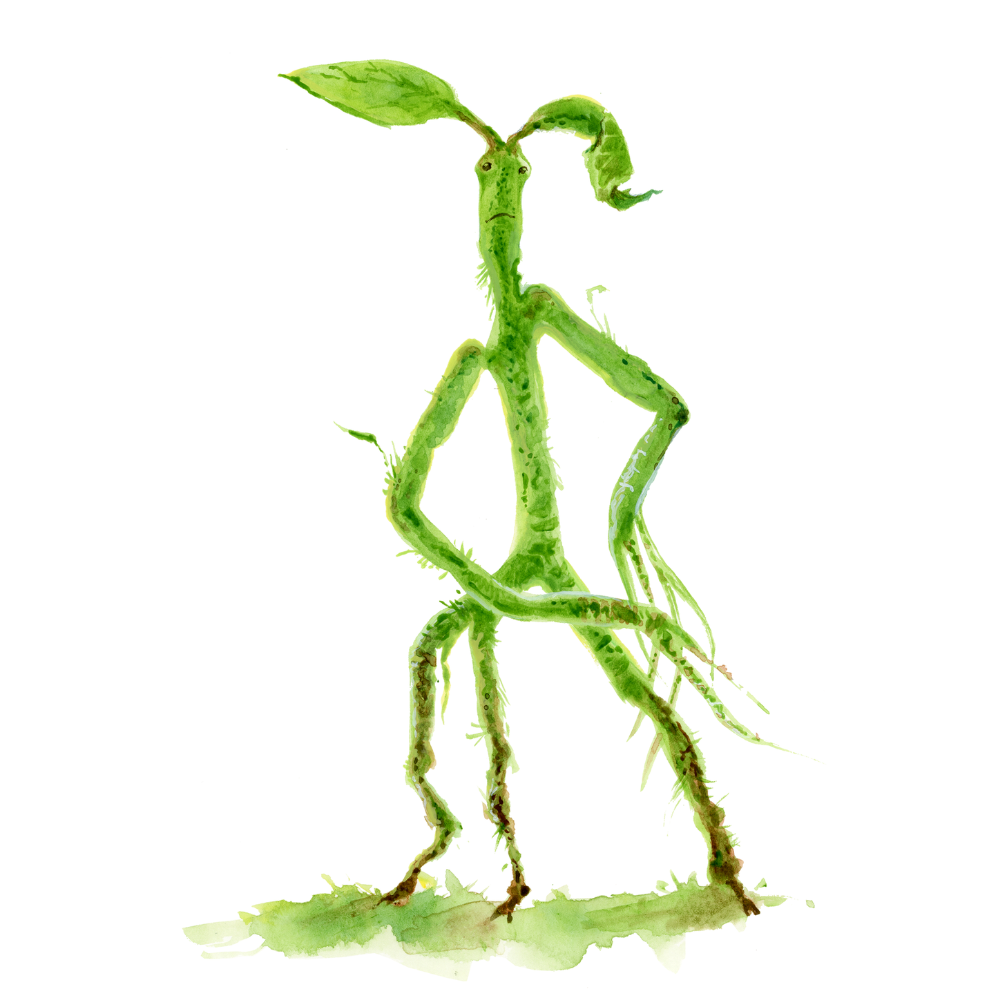 Bowtruckles, muggle study in watercolour - DIGITAL DOWNLOAD bundle