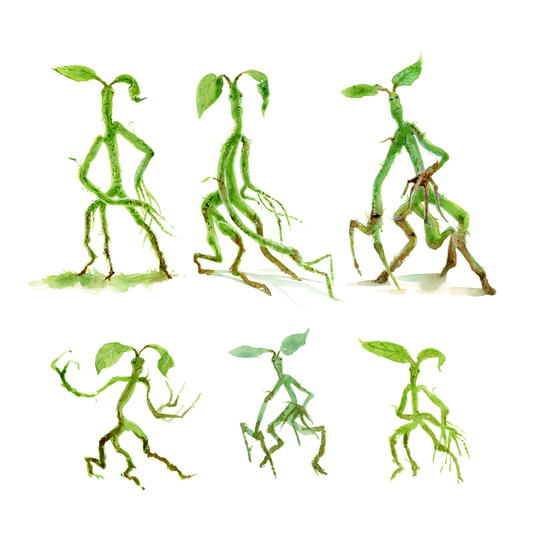 Bowtruckles, muggle study in watercolour - DIGITAL DOWNLOAD bundle