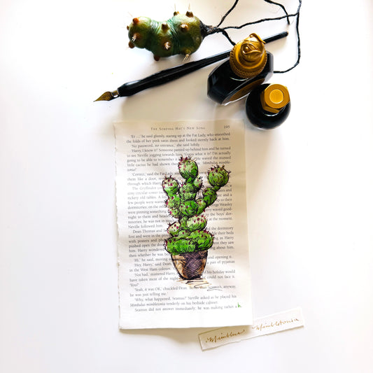 Specimen Studies : Cacti, study in ink on p195