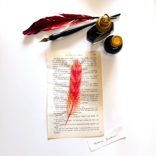 Specimen Studies : Phoenix Feather, study in ink on p181