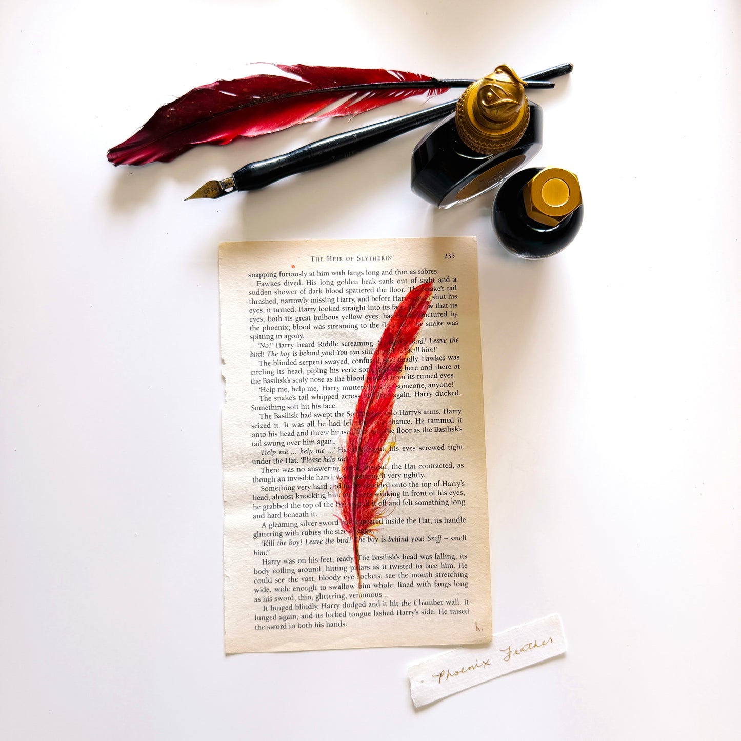 Specimen Studies : Phoenix Feather, study in ink on p235