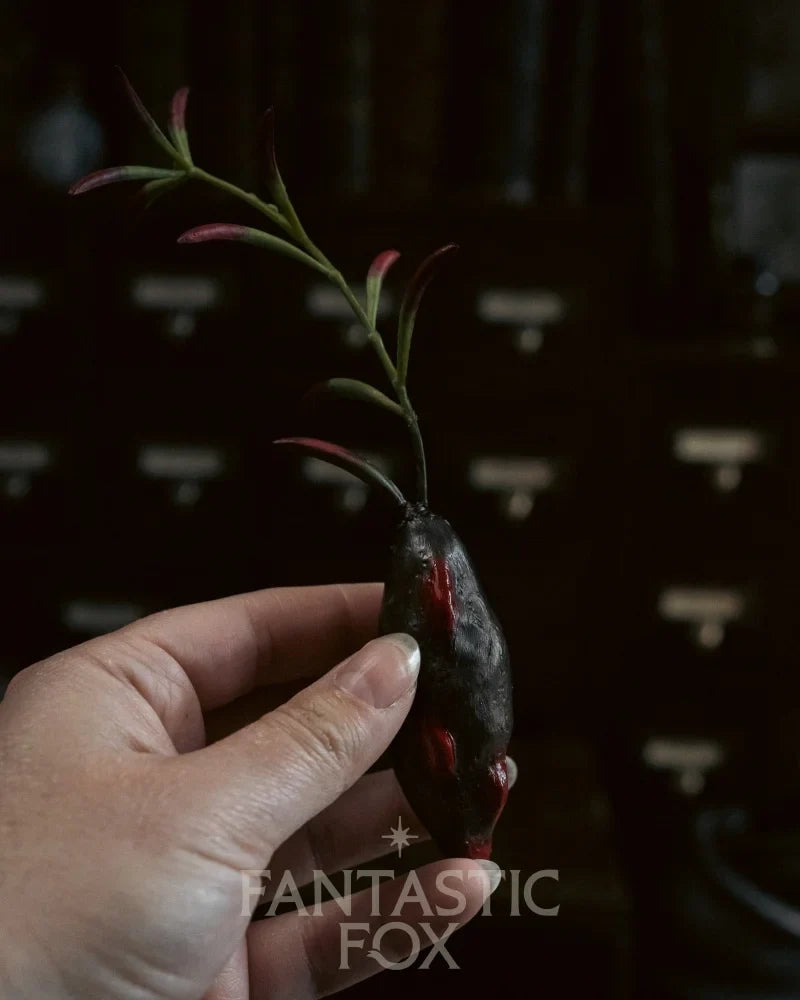 Specimens & Studies Collection Vol.1