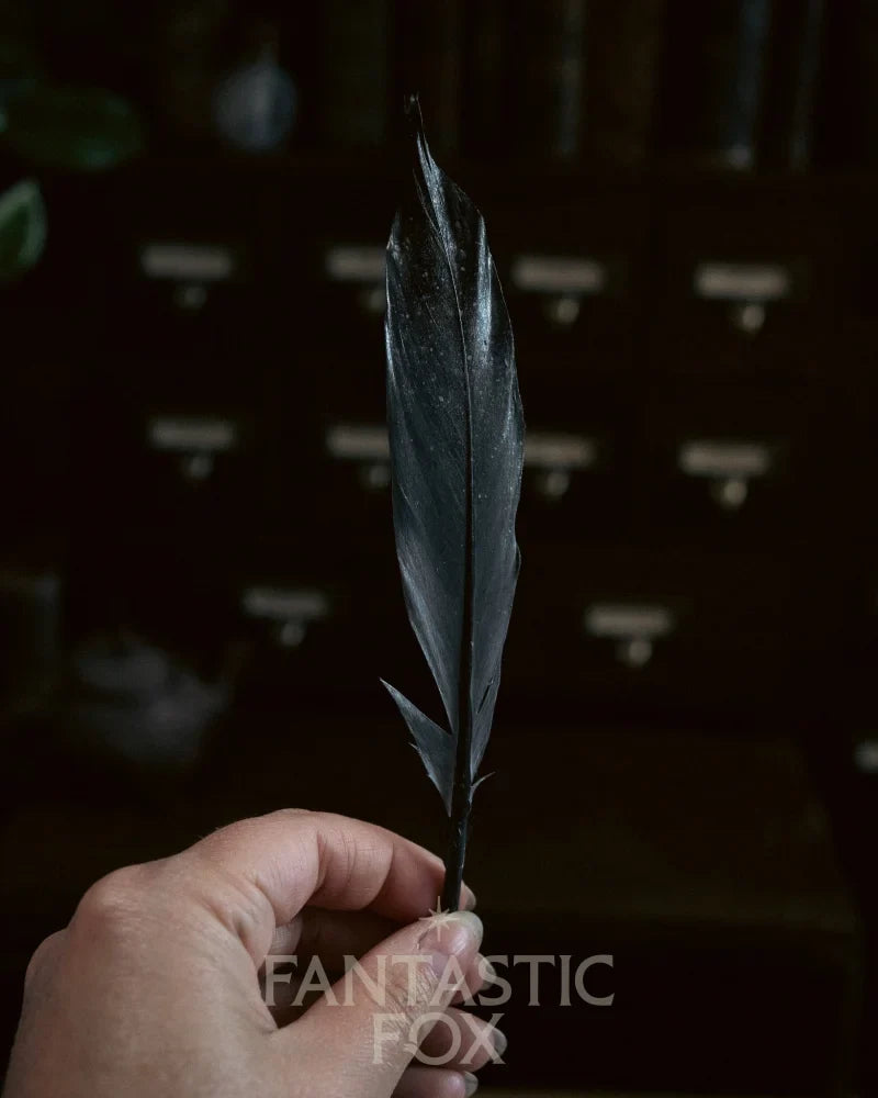 Specimens & Studies Collection Vol.1