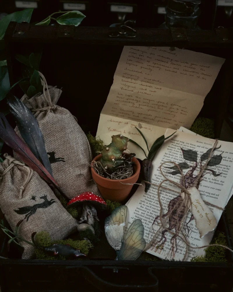 Specimens & Studies Collection Vol.1