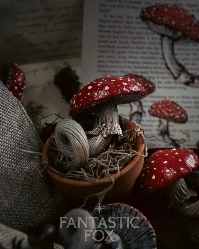 Specimens & Studies Collection Vol.1