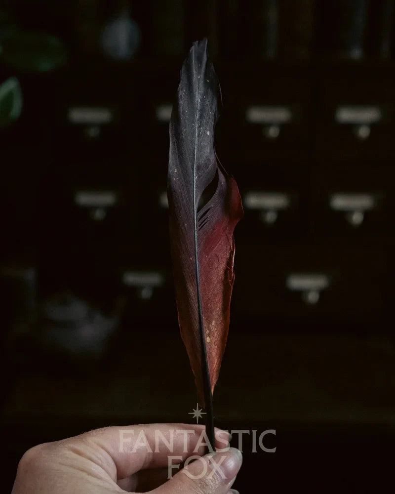 Specimens & Studies Collection Vol.1