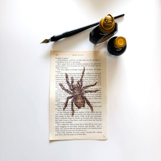 Specimen Studies : Spider, study in ink on p202