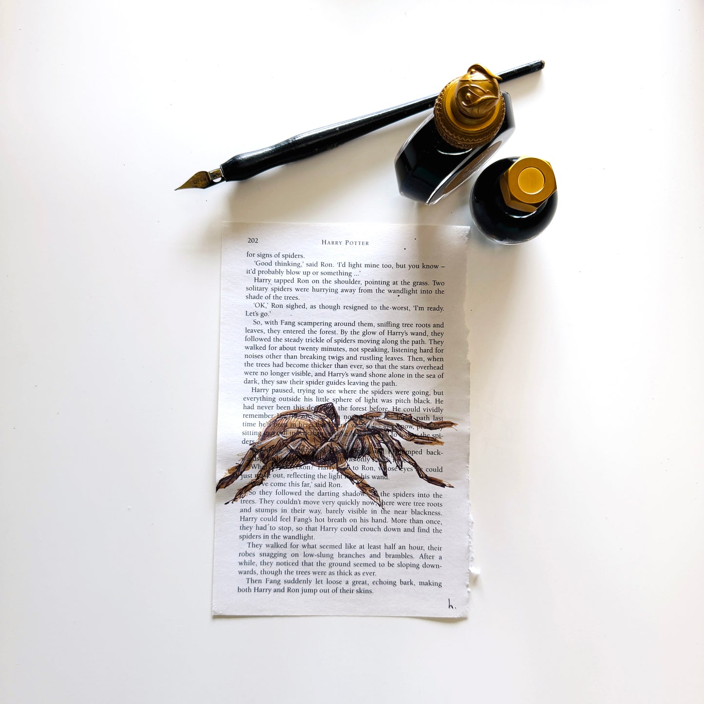 Specimen Studies : Spider, study in ink on p202b