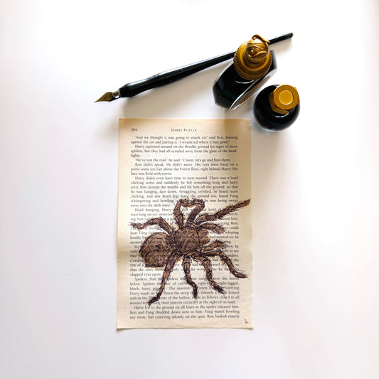 Specimen Studies : Spider, study in ink on p204
