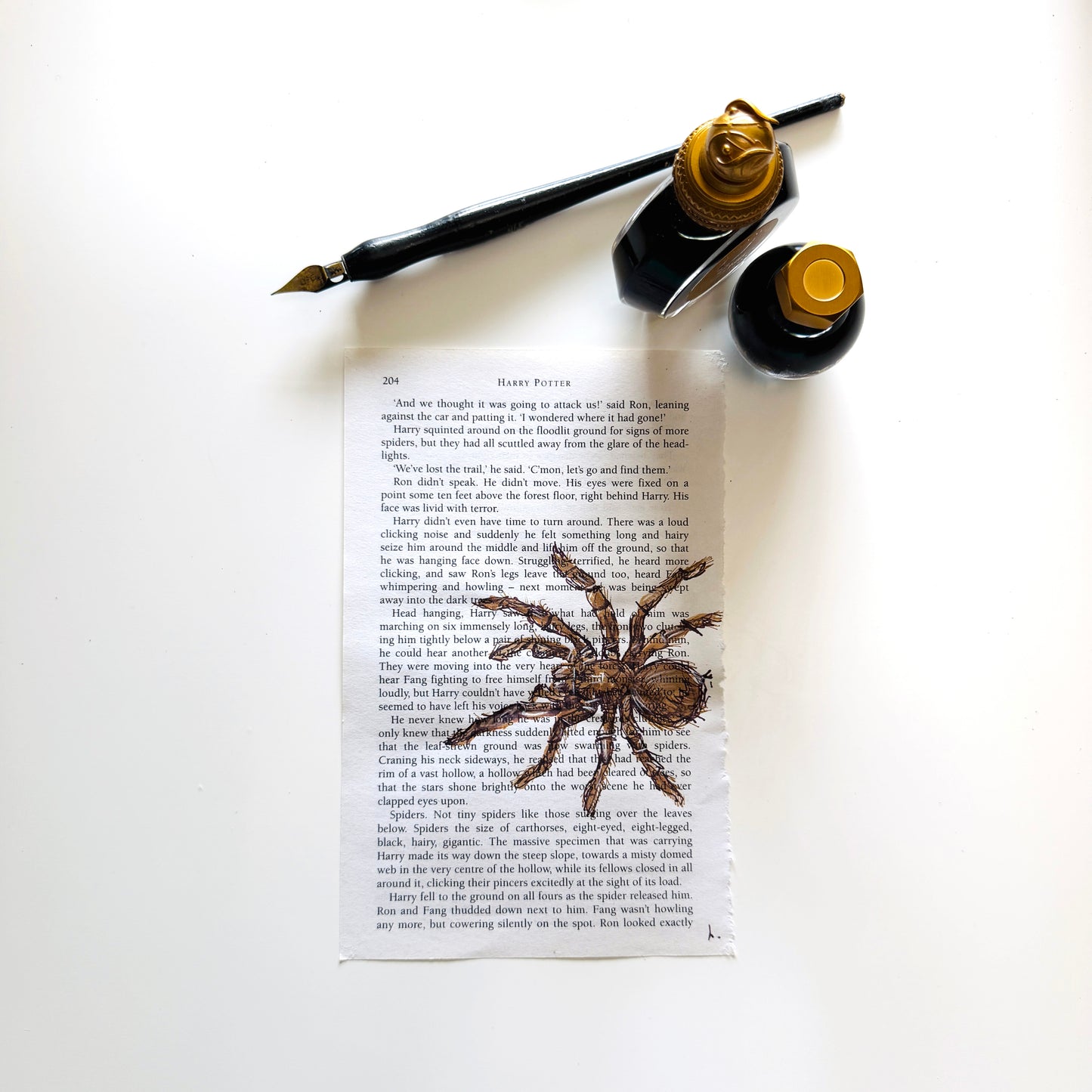 Specimen Studies : Spider, study in ink on p204b