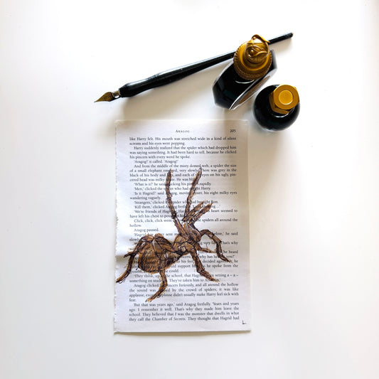 Specimen Studies : Spider, study in ink on p205b